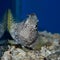 Leopard Blenny - Exallias brevis