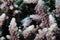 A Leopard Blenny - Leopard Rockskipper fish hiding between the coral