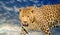 leopard on a blue sky background