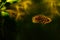 Leopard bush fish, Ctenopoma acutirostre aggressive behaviour tropical aquarium freshwater spotted leaf fish