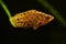 Leopard bush fish, Ctenopoma acutirostre aggressive behaviour tropical aquarium freshwater spotted leaf fish