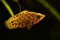 Leopard bush fish, Ctenopoma acutirostre aggressive behaviour tropical aquarium freshwater spotted leaf fish