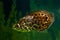 Leopard bush fish, exotic and funny freshwater labyrinth species from Congo, Middle Africa, careful predator, timid community tank