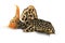 Leopard Cactus Pleco aquarium fish Pseudacanthicus leopardus