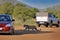 Leopard between the cars on the African safari, summer day in Kruger NP in South Africa. Big cat with people, danger situation in