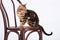 Leopard Cat On A Chair