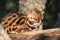 Leopard Cat in Natural Forest