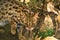 Leopard cat Prionailurus bengalensis