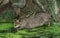 Leopard Cat, prionailurus bengalensis, Adult fishing in Swamp