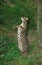 LEOPARD CAT prionailurus bengalensis, ADULT STANDING ON HIND LEGS