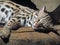 Leopard Cat or Prionailurus bengalensis Sleeping on a Log