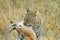 Leopard catching a prey, Serengeti National Park, Tanzania