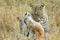 Leopard catching a prey, Serengeti National Park, Tanzania