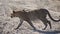 Leopard in Chobe National Park, Botswana