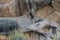 Leopard Climbing  down a  Rocky Hill at Bera,Rajasthan,India