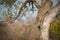 Leopard climbing down a tree