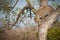 Leopard climbing down a tree