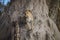 A leopard climbs partly up a baobab tree to get a further view while looking for prey