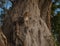 A leopard climbs partly up a baobab tree to get a further view w