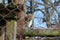 Leopard close up in a tree