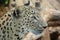 Leopard closeup