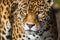 Leopard, closeup, has beautiful spotted fur