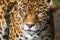 Leopard, closeup, has beautiful spotted fur