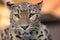 Leopard closeup photo outdoors