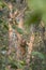 Leopard coming down from Tree at Tadoba Tiger reserve Maharashtra,India