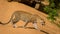 Leopard crossing the road, the cars stopped at that time