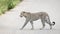 Leopard crossing the road, Kruger