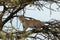 Leopard crouching in a tree