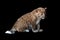 Leopard cub on a black background