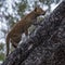 Leopard cub climbing a tree in Sabi Sands safari park, Kruger, South Africa.