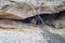 Leopard cub hiding in a cave.