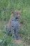 Leopard cub in long grass