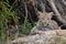 A leopard cub resting on a rock under a tree.