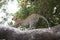 Leopard doing his stretching on a branch