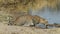 Leopard drinking water