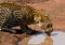 Leopard drinking water from puddles. National Park. Kenya. Tanzania. Maasai Mara. Serengeti.