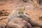 Leopard eating baby Elephant