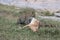 Leopard eating prey gazelle in the wild maasai mara