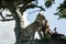 Leopard eating in Serengeti National Park