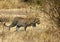 Leopard emerging out of bushes, Masai Mara