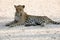 Leopard at Etosha National Park, Namibia