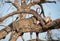 Leopard feeding on impala