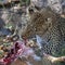 Leopard feeding on its kill - Botswana - Africa