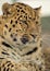 Leopard female in Africa