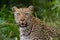 Leopard female close up