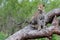 Leopard female in a tree in South Africa